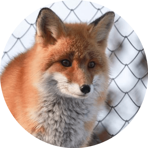 キタキツネ