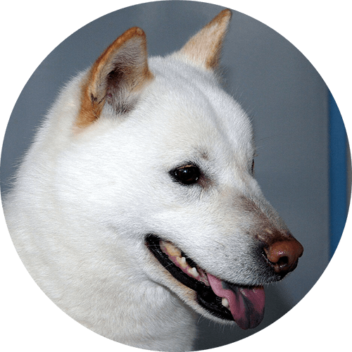 北海道犬